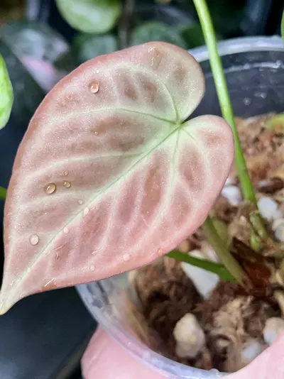 plant/Anthurium Super Silver Blush-1-thumbnail