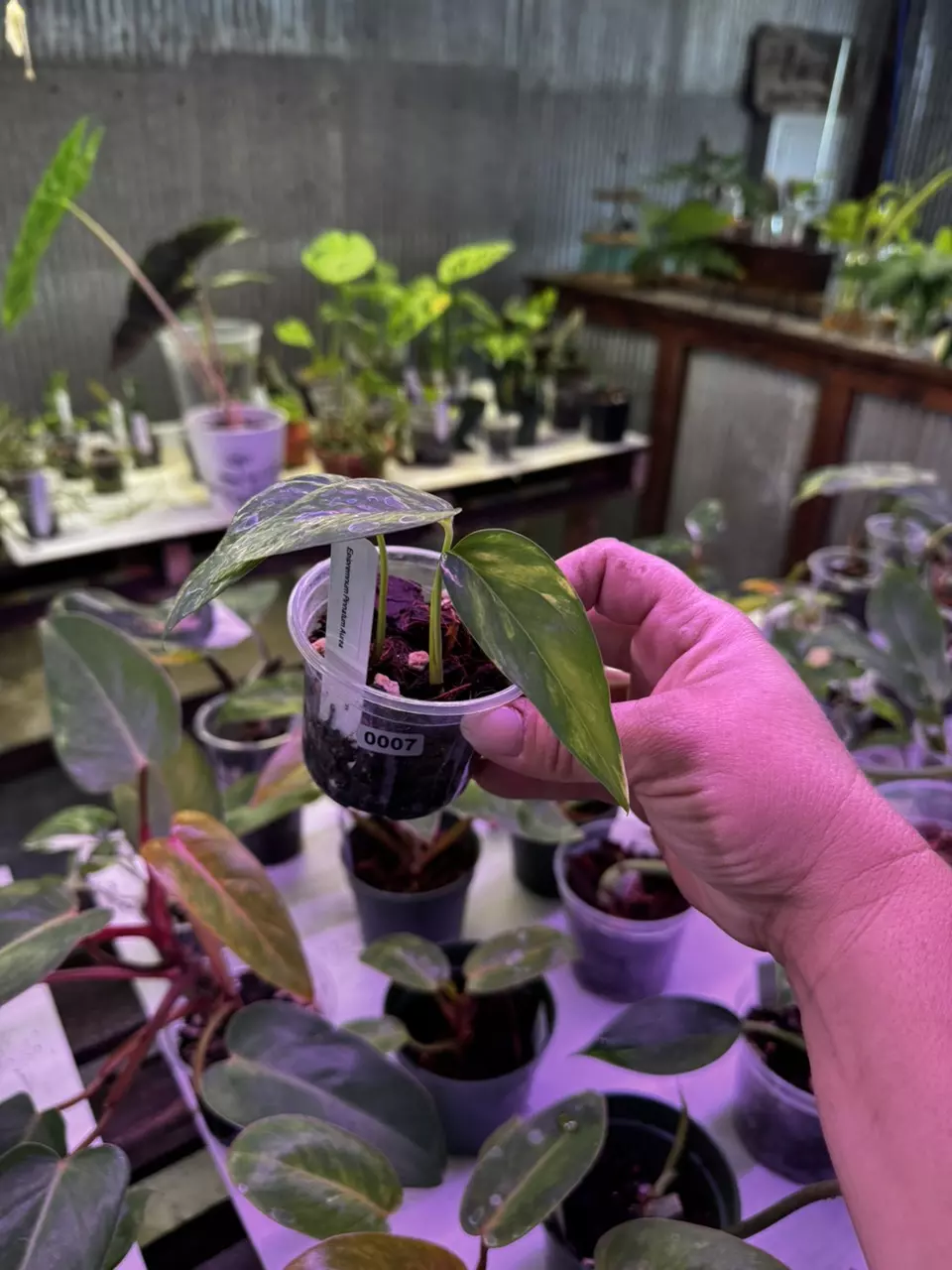 plant/Epipremnum Pinnatum Aurea - Yellow Flame 2.5”-0