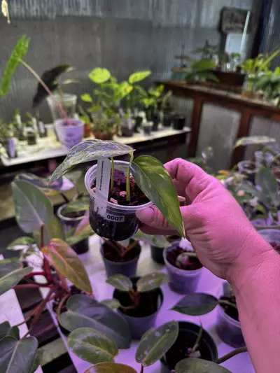 plant/Epipremnum Pinnatum Aurea - Yellow Flame 2.5”-0-thumbnail