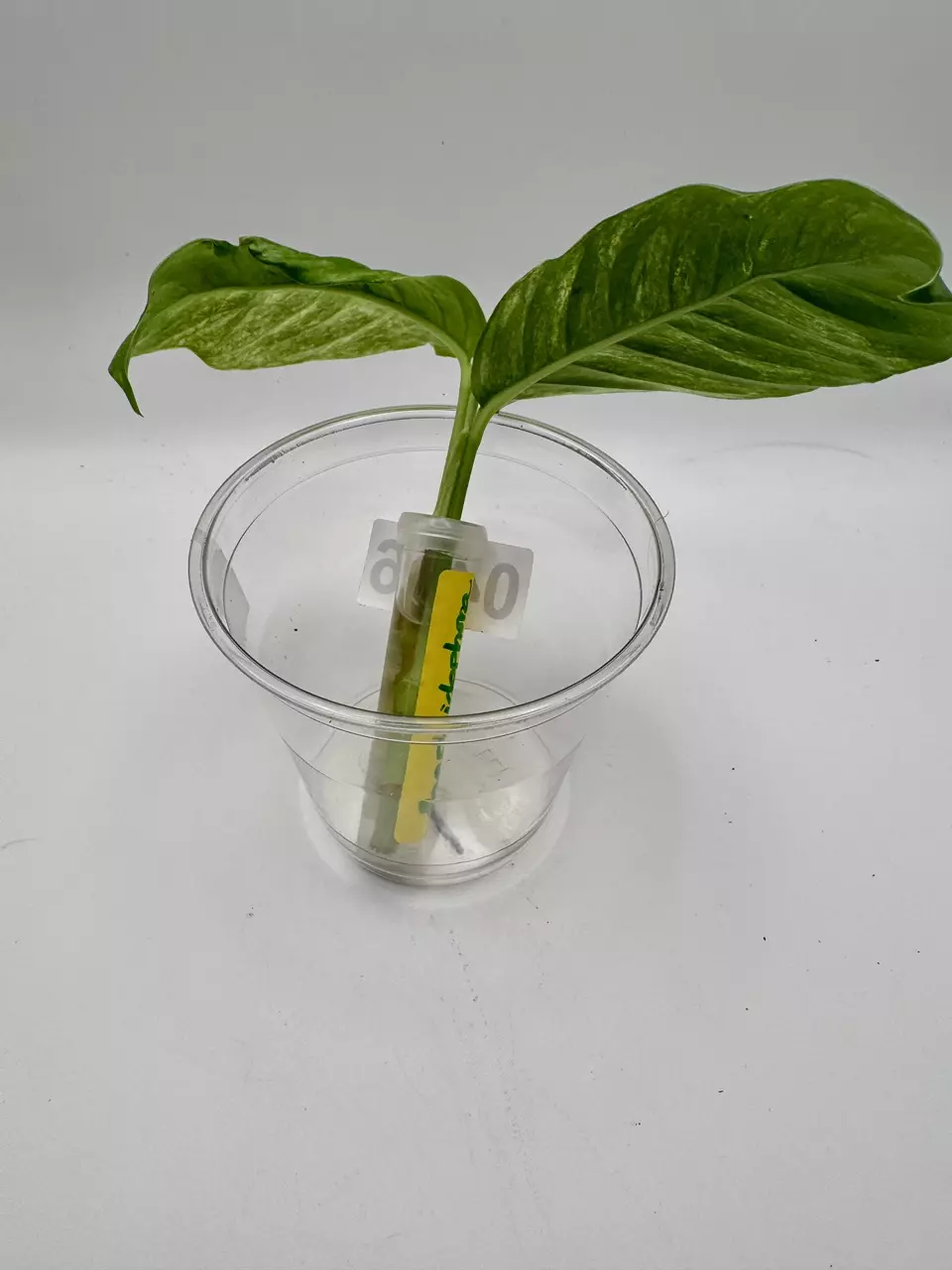 plant/Rhaphidophora Puberula variegated 0496-3