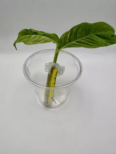 plant/Rhaphidophora Puberula variegated 0496-3-thumbnail