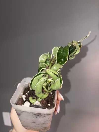 plant/Hoya Compacta Var-1-thumbnail