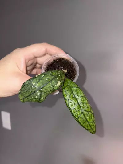 plant/Hoya Finlaysonii-0-thumbnail