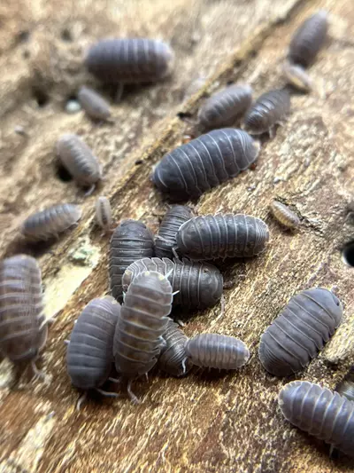 plant/Cubaris murina borneo-1-thumbnail