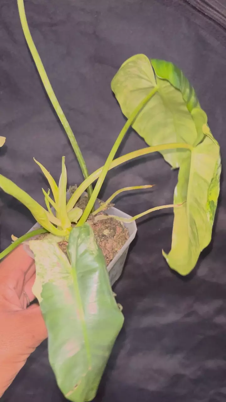 plant/white snow burle Marx variegated fully rooted-1