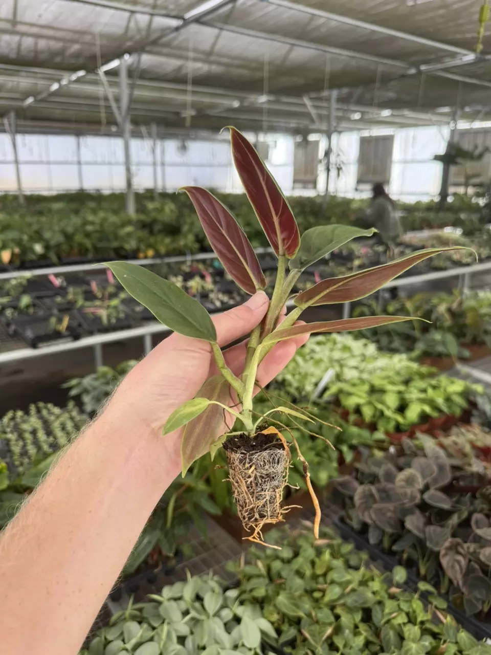 plant/XL philodendron subhastatum starter plant growers choice-6