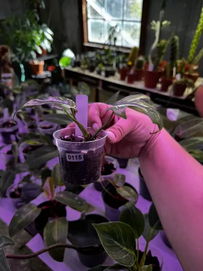 plant/0115 Philodendron Florida Ghost 2.5”-1-thumbnail