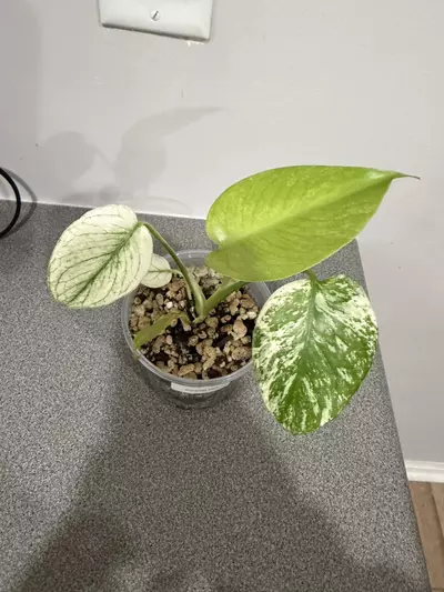 plant/Monstrea Mint-2-thumbnail