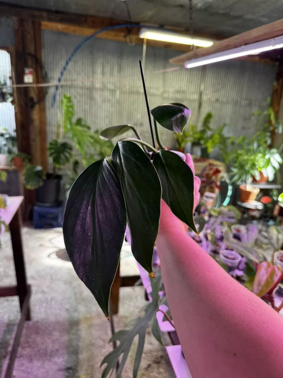 plant/0123 Rhapidaphora Decursiva 4”-1