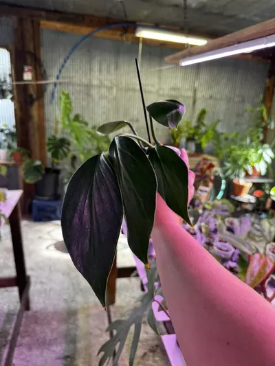 plant/0123 Rhapidaphora Decursiva 4”-1-thumbnail