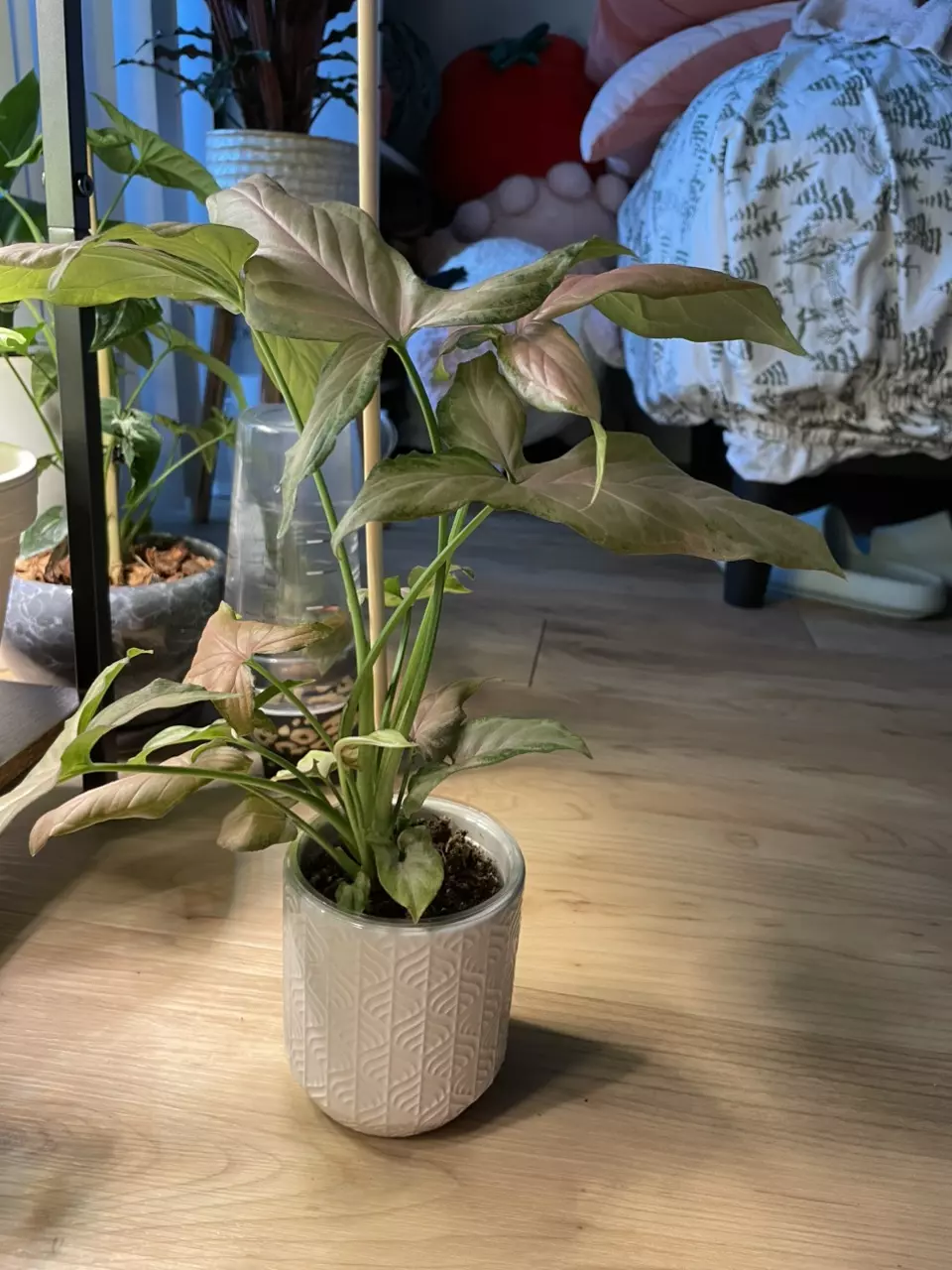 plant/Syngonium Pink Perfection-2