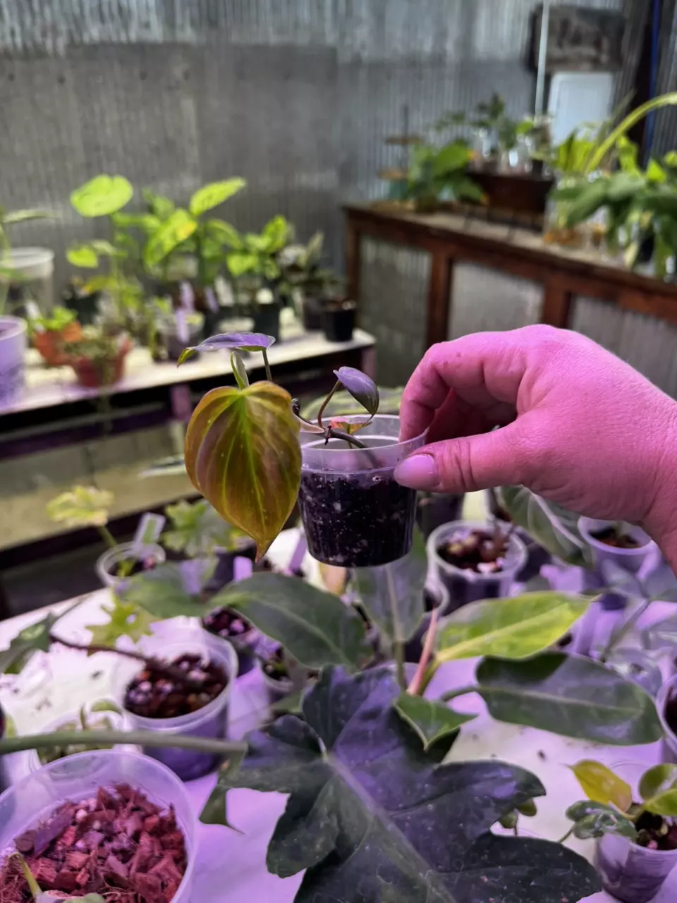 plant/0114 Philodendron Micans Aurea Variegated 2.5”-0