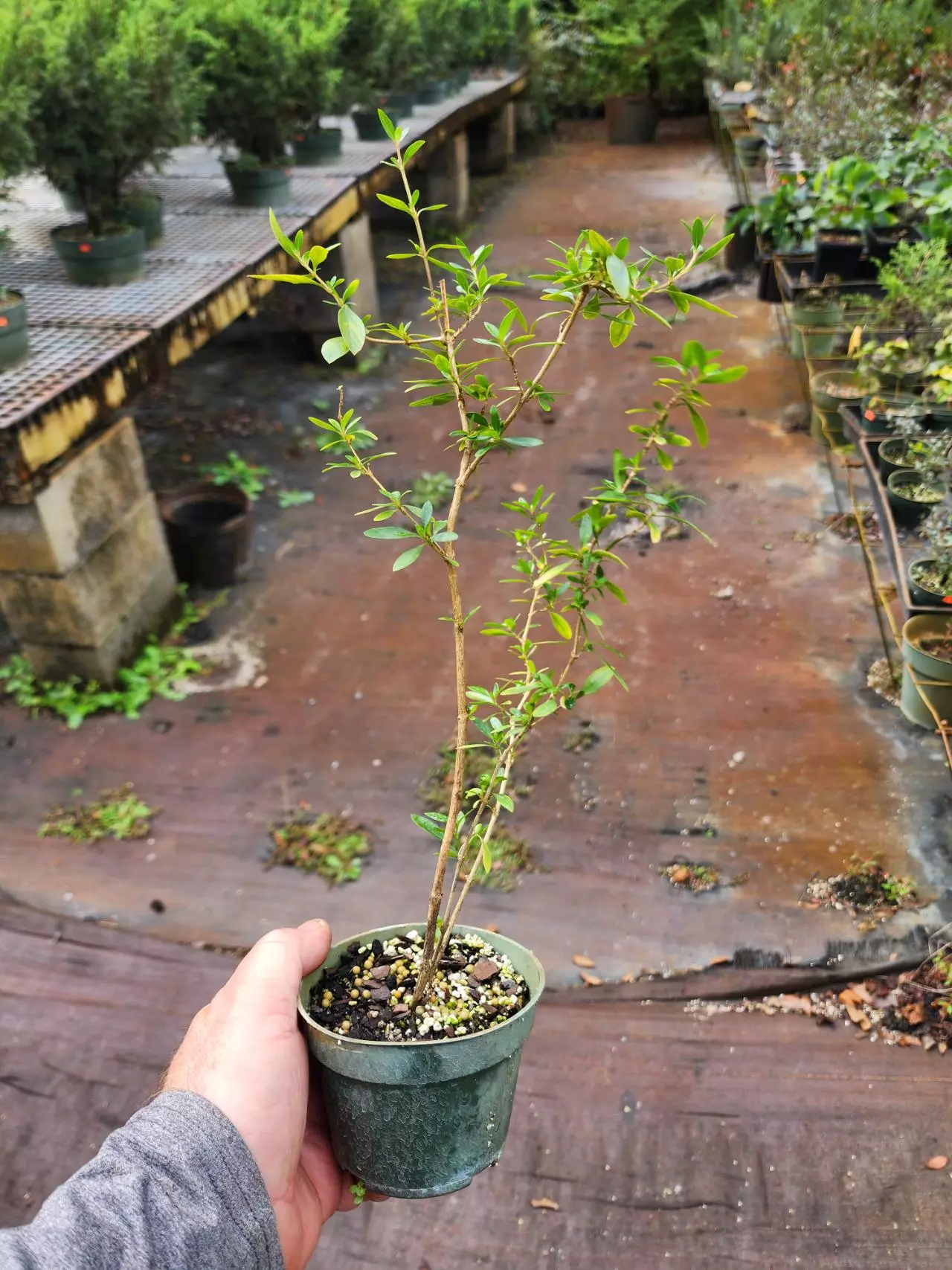 plant/Chinese serissa in a 4" pot growers choice-0