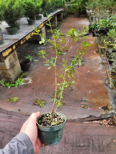 plant/Chinese serissa in a 4" pot growers choice-0-thumbnail