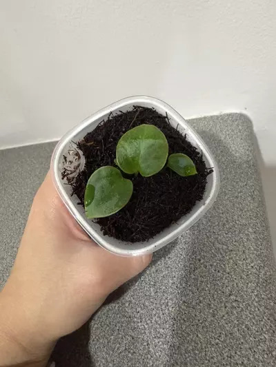 plant/Anthurium (Crystallinum x Magnificum) x Luxurians-2-thumbnail