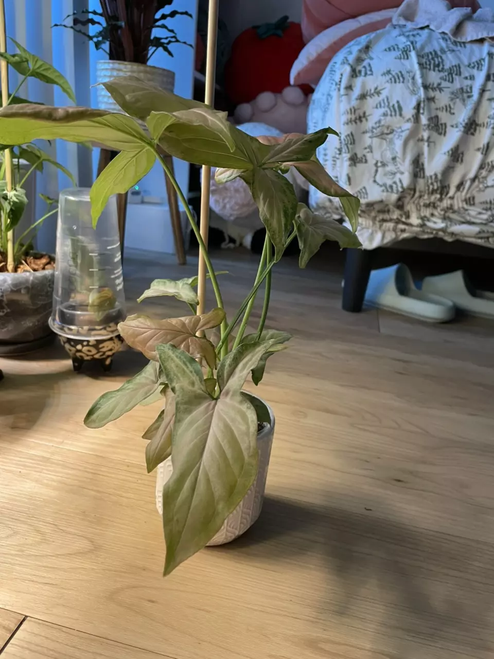 plant/Syngonium Pink Perfection-1