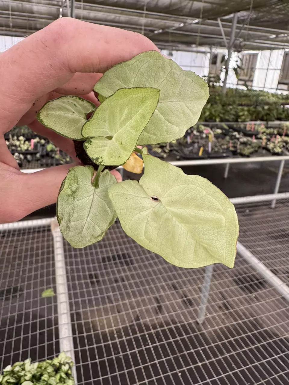 plant/Syngonium space dust starter plant growers choice-1