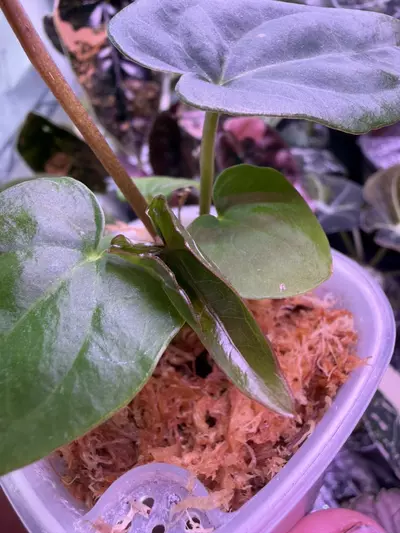 plant/Anthurium Circus Peanuts x Black Dress Clone seedling-1-thumbnail