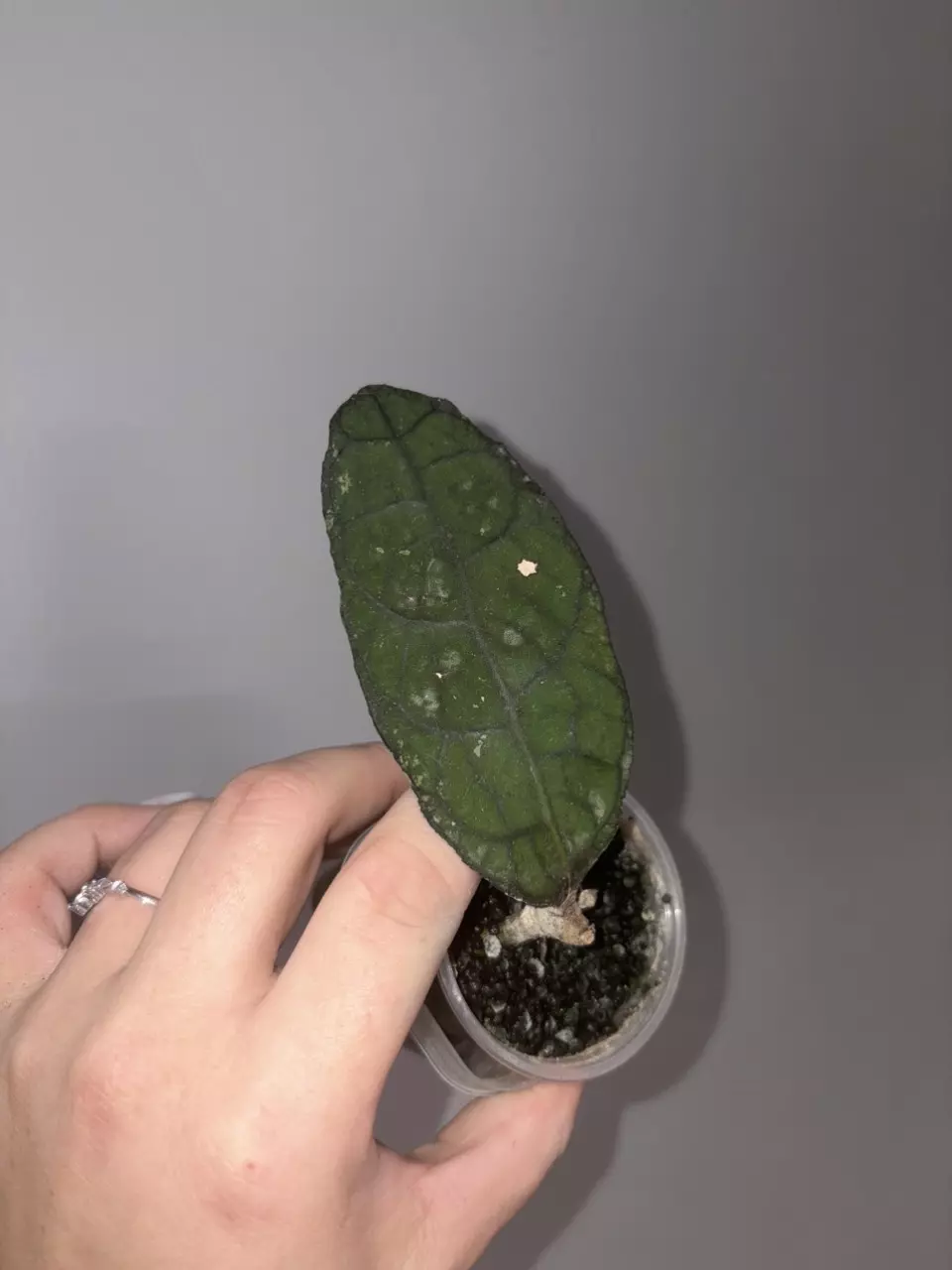 plant/Hoya Clemensiorum-0