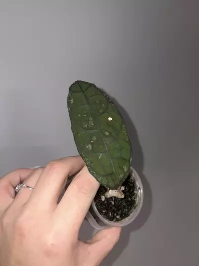 plant/Hoya Clemensiorum-0-thumbnail