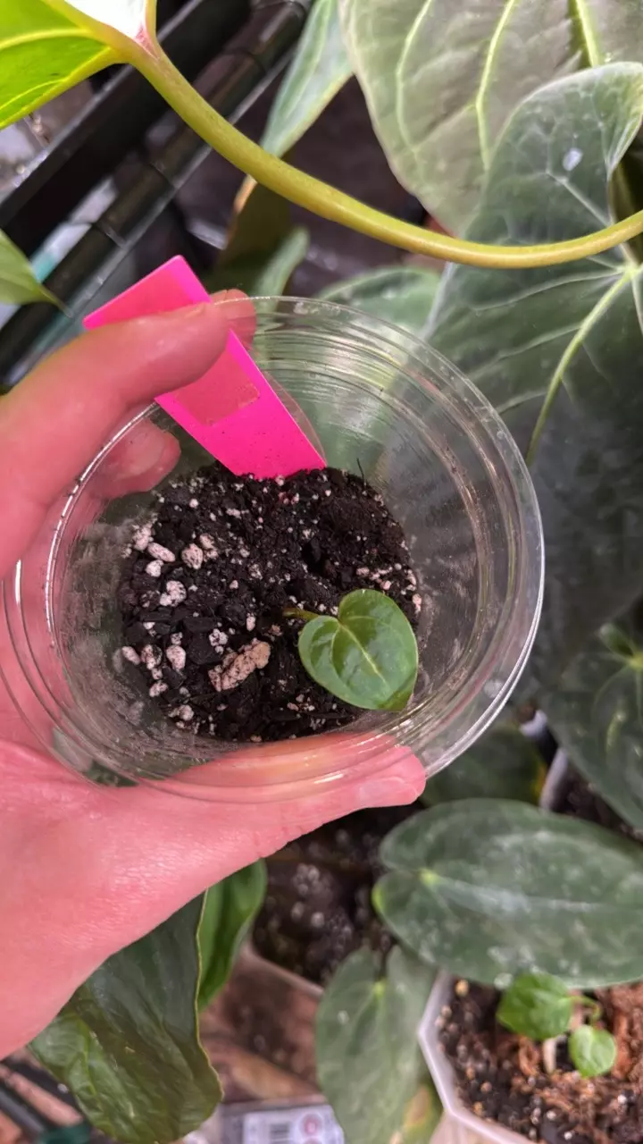 plant/HU KOS Clone-0