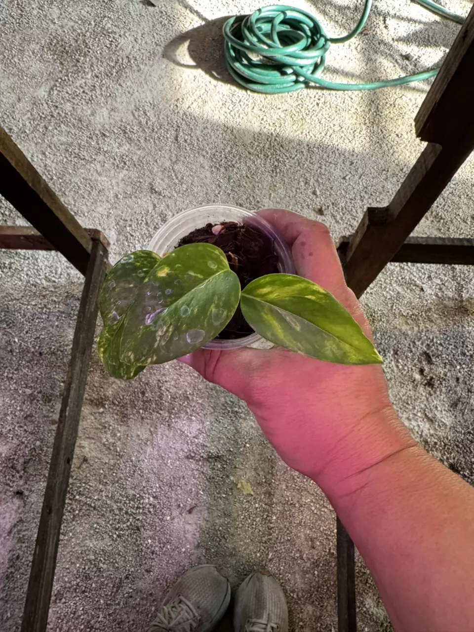 plant/Epipremnum Pinnatum Aurea - Yellow Flame 2.5”-1