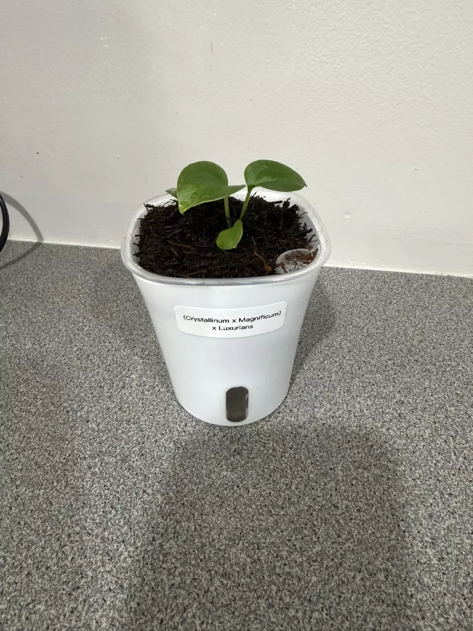 plant/Anthurium (Crystallinum x Magnificum) x Luxurians-0