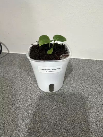 plant/Anthurium (Crystallinum x Magnificum) x Luxurians-0-thumbnail