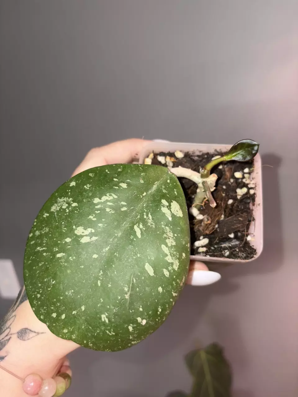 plant/Hoya Obovata Splash-0