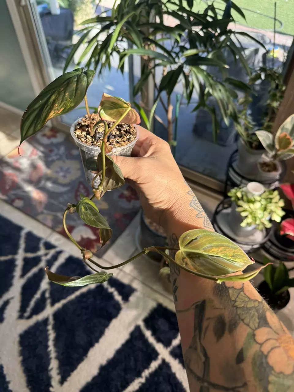 plant/Philodendron Micans Aurea-0