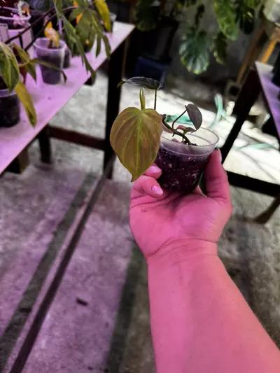 plant/0114 Philodendron Micans Aurea Variegated 2.5”-2-thumbnail