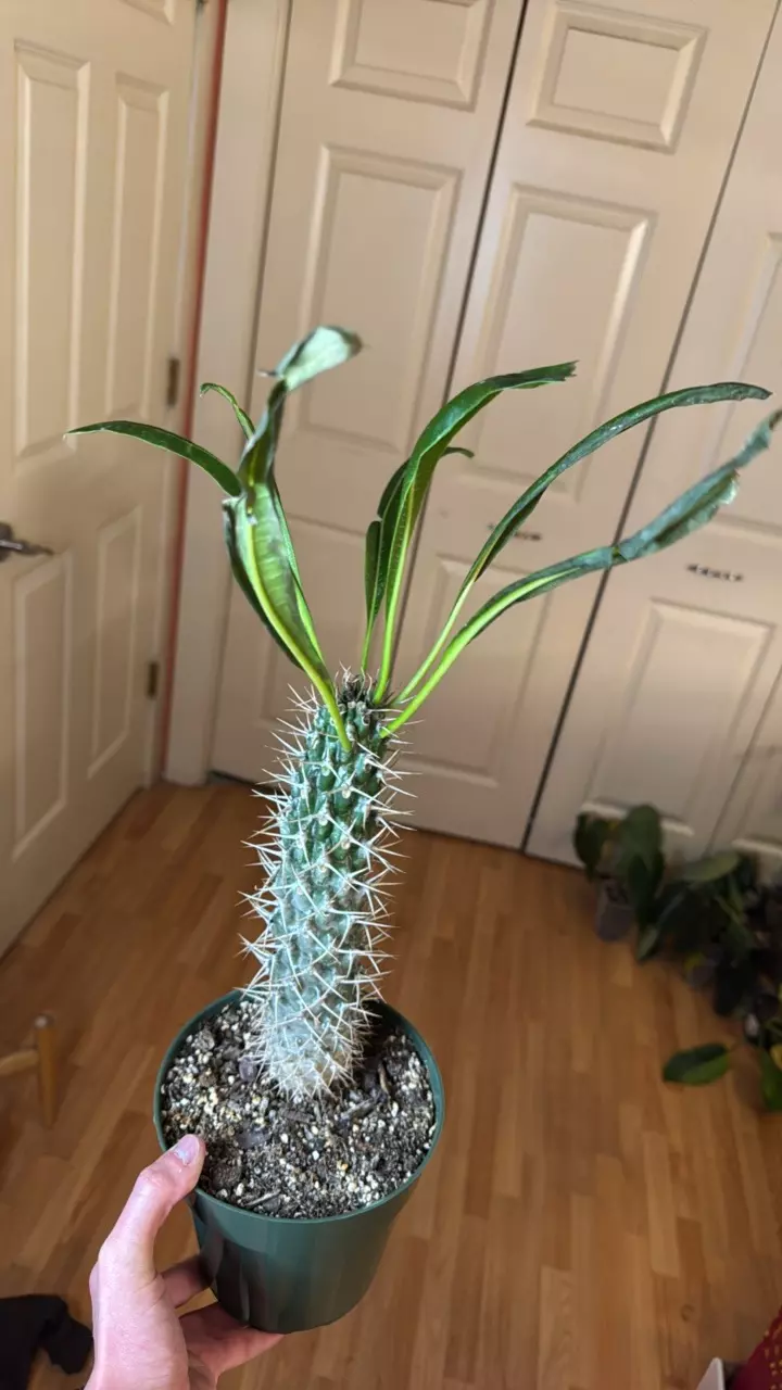 plant/Madagascar palm-0