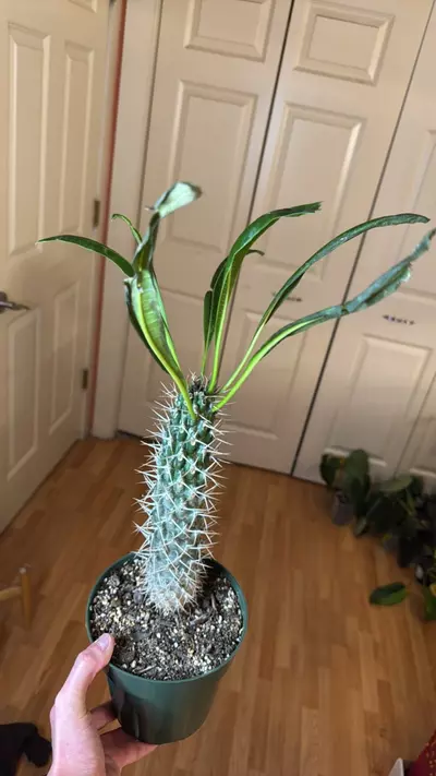 plant/Madagascar palm-0-thumbnail