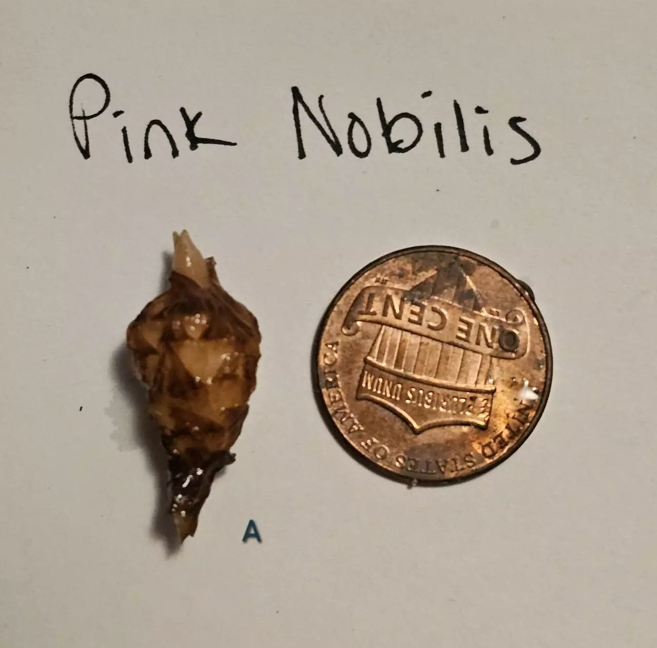 plant/Pink Nobilis-0