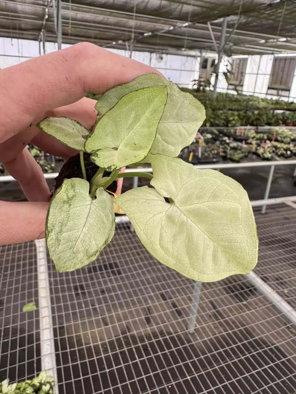 plant/Syngonium space dust starter plant growers choice-0