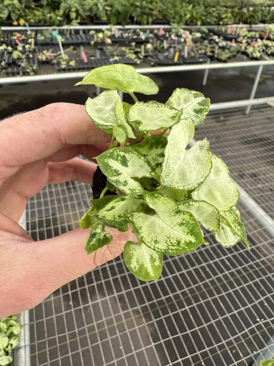 plant/Syngonium shorty starter plant growers choice-1