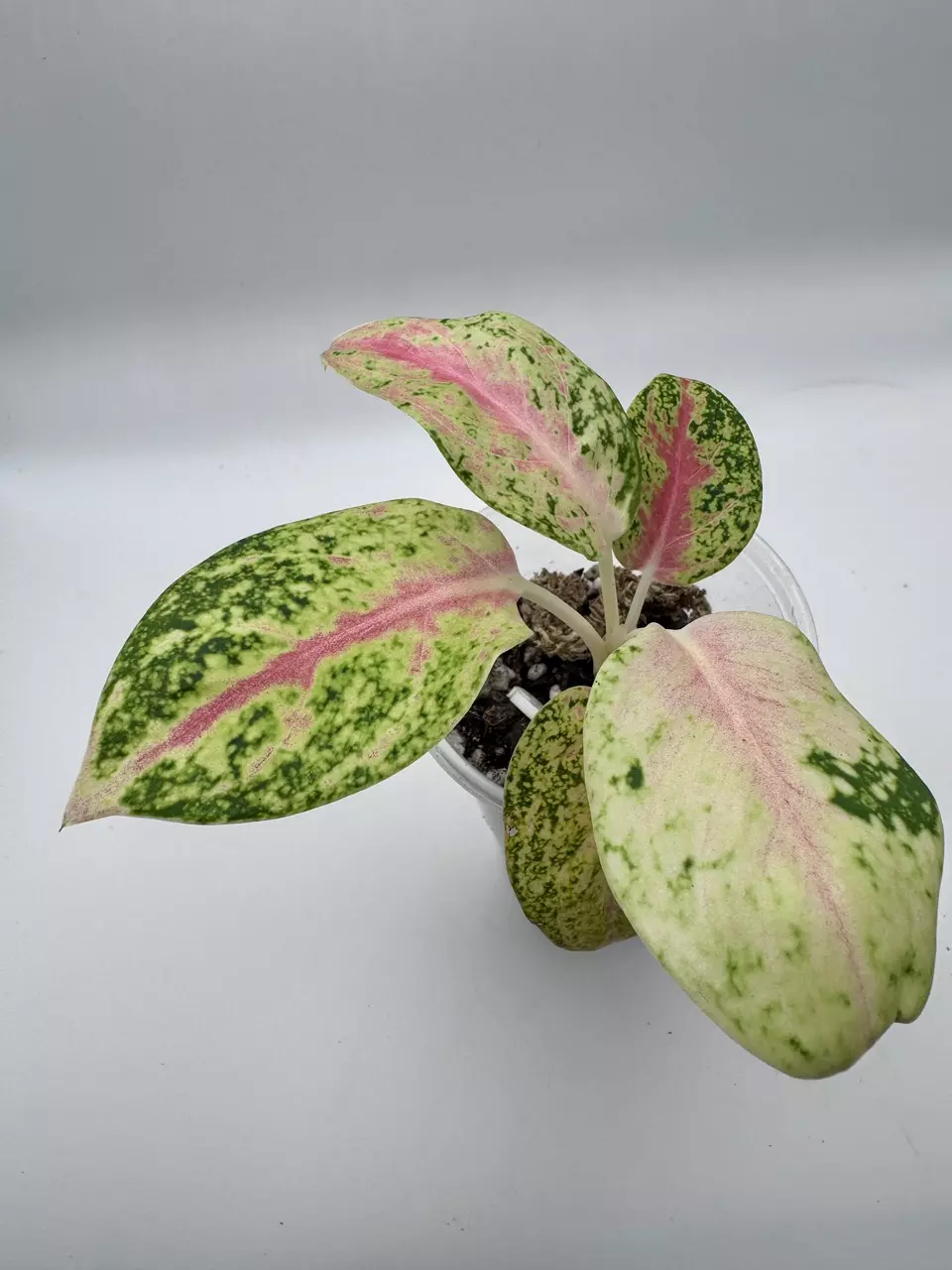 plant/Aglaonema Mahasetti 0494-0