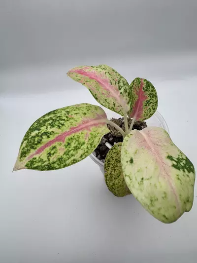 plant/Aglaonema Mahasetti 0494-0-thumbnail