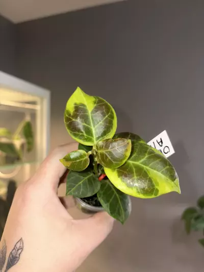 plant/Hoya Obscura Albo-0-thumbnail