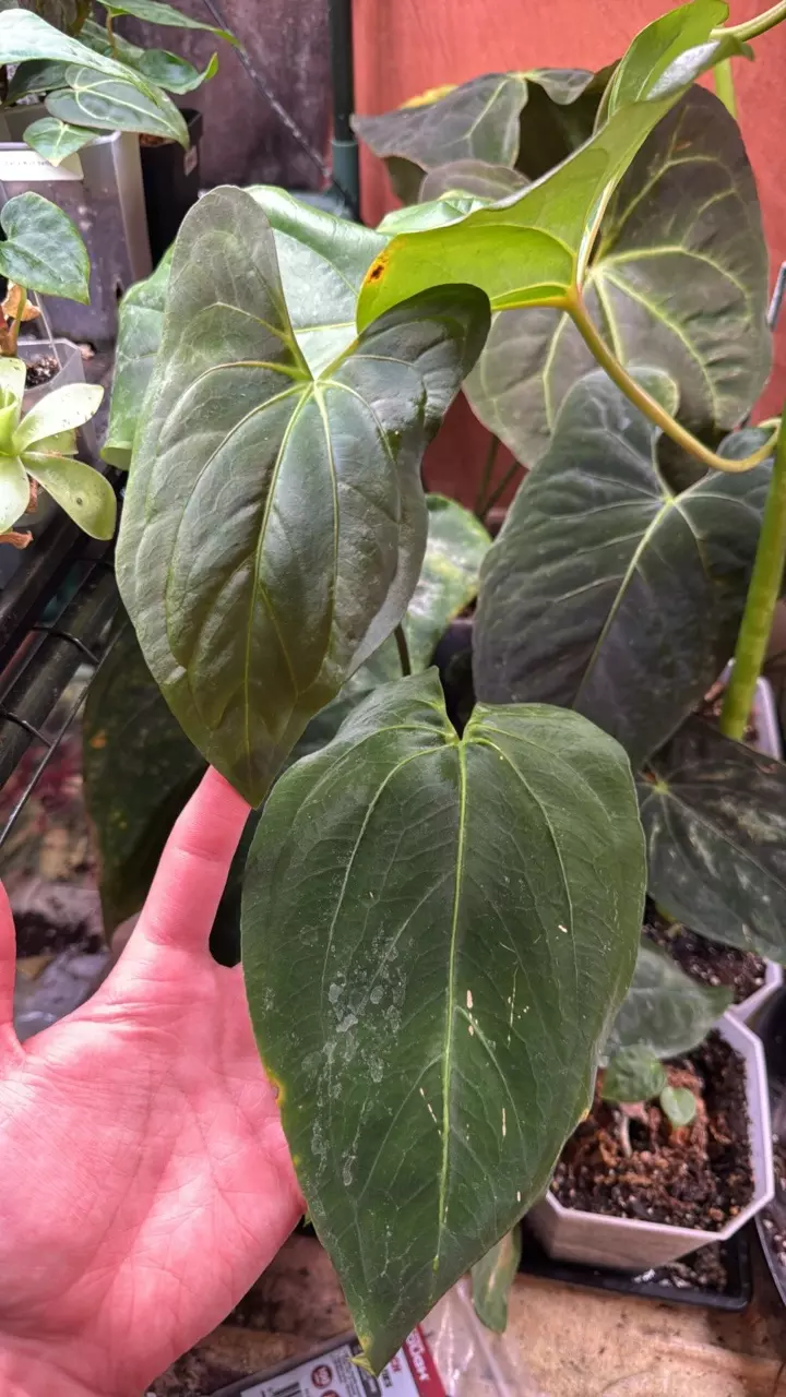 plant/Ree pap x TP1-0