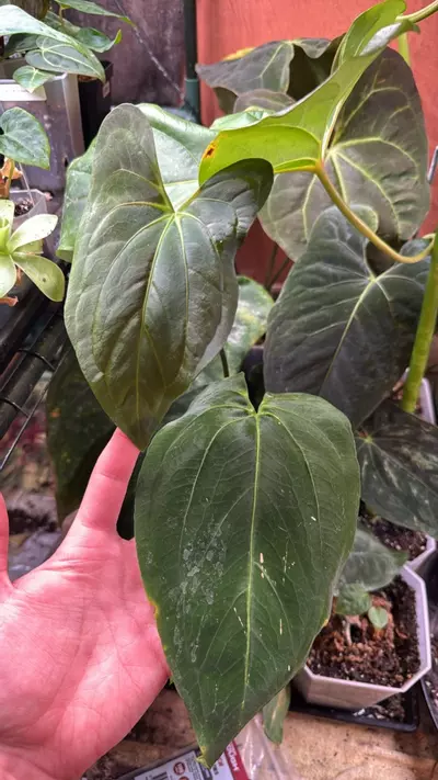 plant/Ree pap x TP1-0-thumbnail