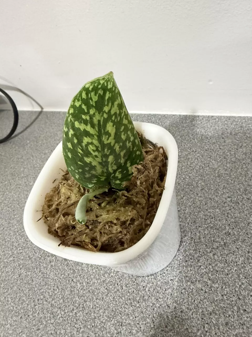 plant/Scindapsus Snake Scale-1