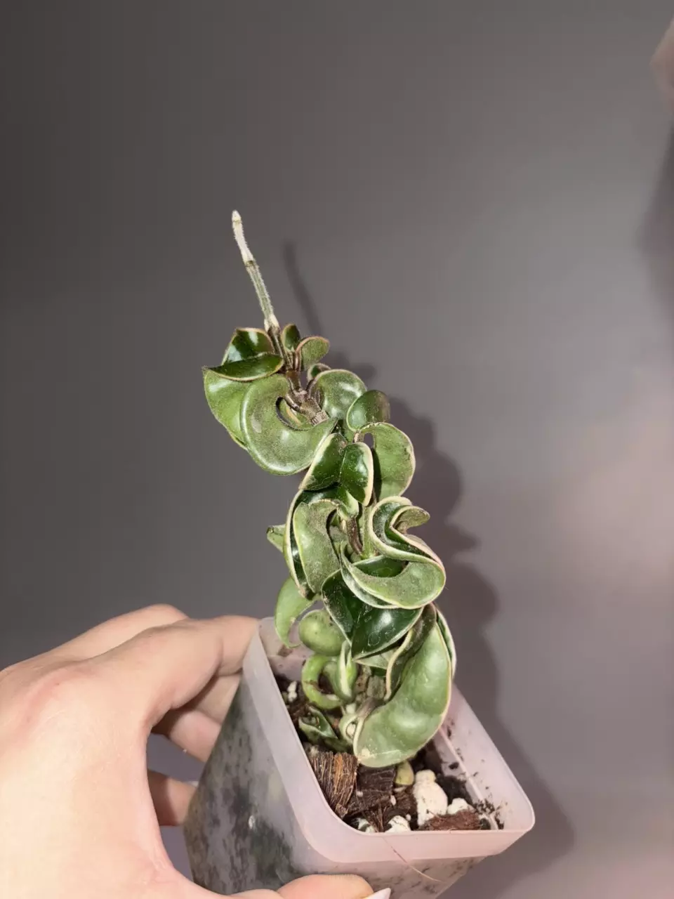 plant/Hoya Compacta Var-0