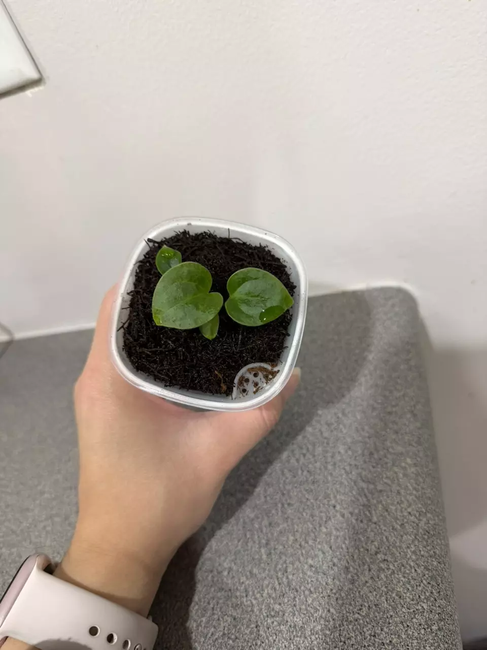 plant/Anthurium (Crystallinum x Magnificum) x Luxurians-1