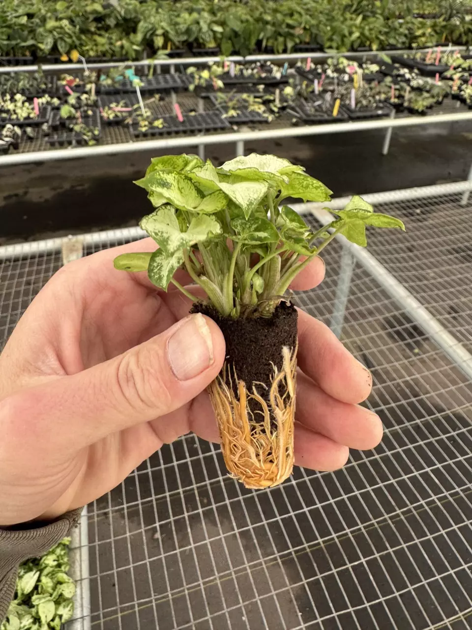 plant/Syngonium shorty starter plant growers choice-6