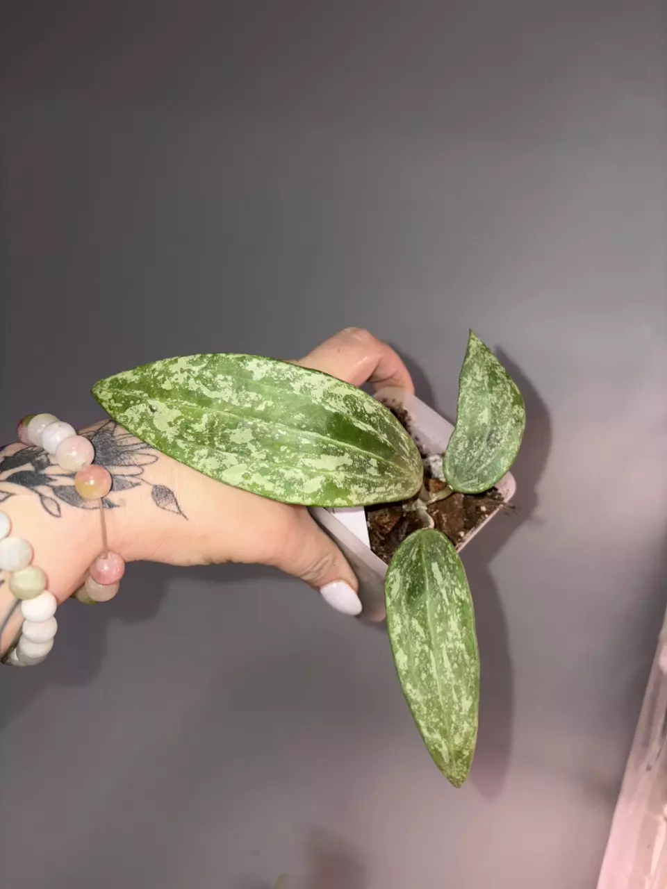 plant/Hoya Rangsan Splash-0