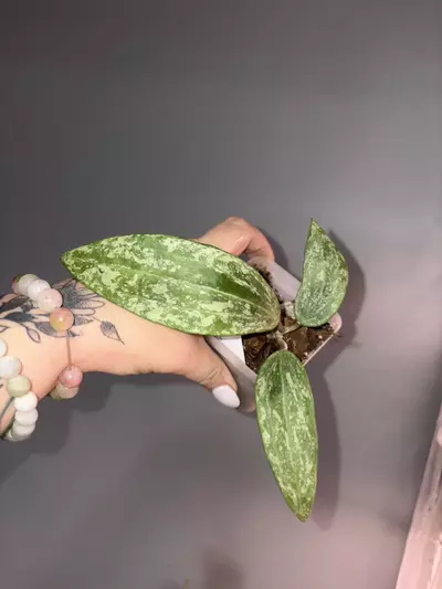 plant/Hoya Rangsan Splash-0-thumbnail