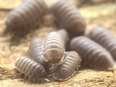 plant/Cubaris murina borneo-0-thumbnail