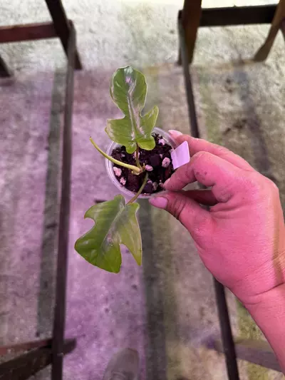 plant/0115 Philodendron Florida Ghost 2.5”-0-thumbnail