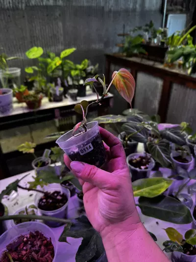 plant/0114 Philodendron Micans Aurea Variegated 2.5”-3-thumbnail